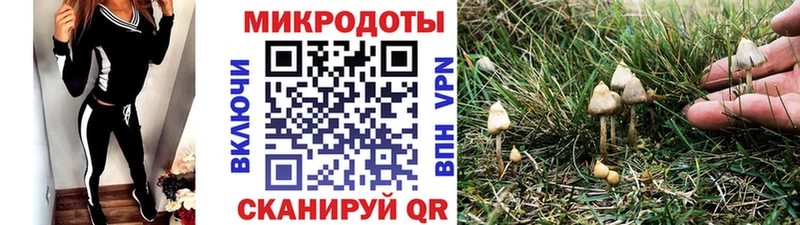 где продают Купино Псилоцибиновые грибы Psilocybe